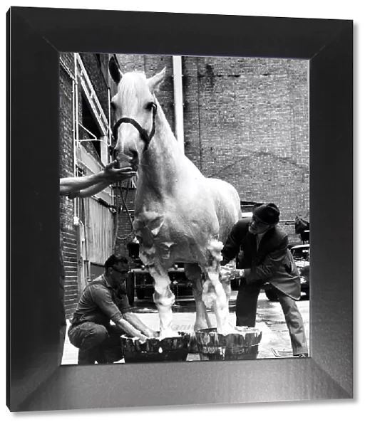 Animal Horse July 1974 Often to be seen pulling a brewers dray around London