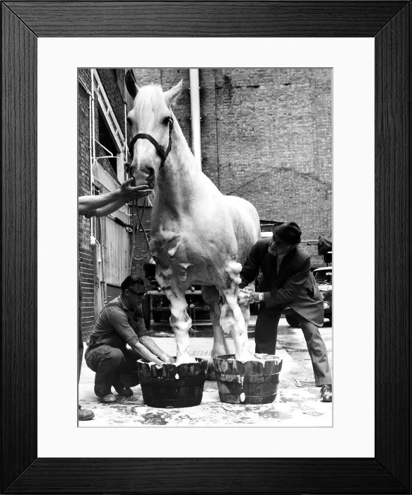 Framed Print : Animal Horse July 1974 Often to be seen pulling a brewers dray around London Framed Print : Animal Horse July 1974 Often to be seen pulling a brewers dray around London