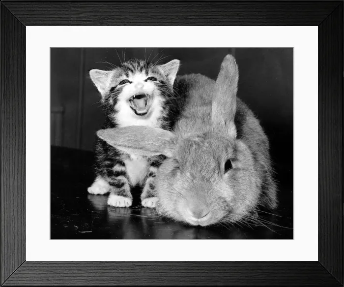 Framed Print : Animal Cat and Rabbit December 1984 A laughing cat and a puzzled rabbit