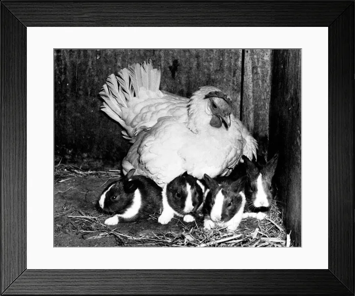 Framed Print : Animals friendships Chicken Rabbits June 1981 This hen Beatrice the bantam is Framed Print : Animals friendships Chicken Rabbits June 1981 This hen Beatrice the bantam is