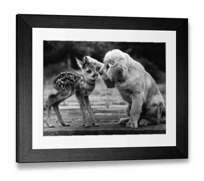 Framed Print : Its Puppy love for Blaze the Golden Retriever. He just cannot keep his paws off