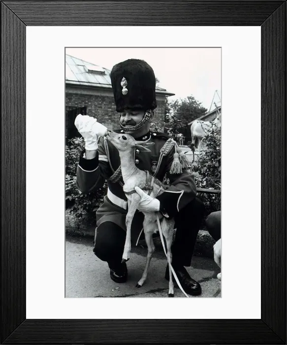 Framed Print : Blackbuck Deer regimental mascot Royal Fusiliers being fed milk from bottle by Corporal