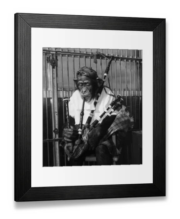 Framed Print : Biily Smarts Circus chimp McDean plays the bagpipes 1953 Framed Print : Biily Smarts Circus chimp McDean plays the bagpipes 1953
