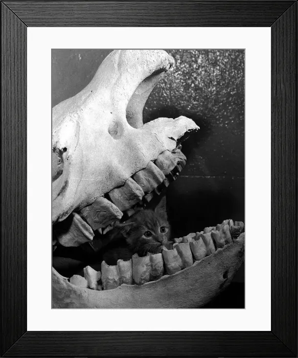 Framed Print : Cat kitten called Ten sing sitting in skull of rhino Belle Vue Zoo Manchester
