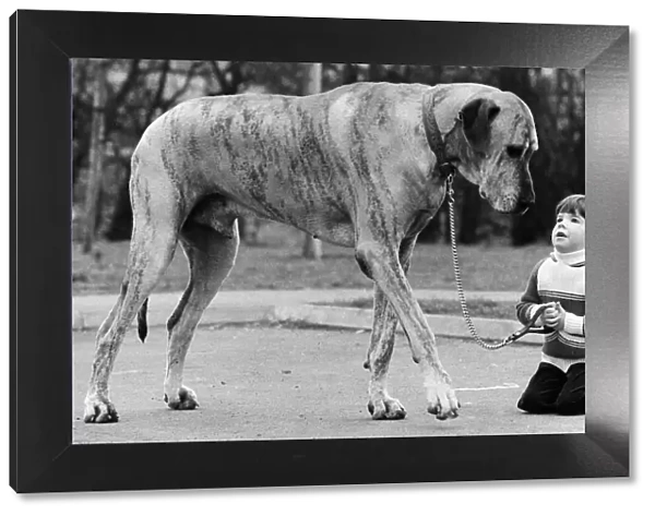 Richard Donovan and Dansas the Great Dane dog 1980