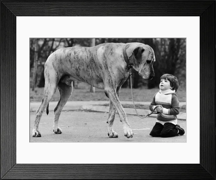 Framed Print : Richard Donovan and Dansas the Great Dane dog 1980 Framed Print : Richard Donovan and Dansas the Great Dane dog 1980