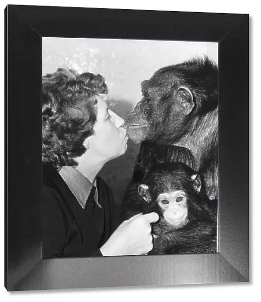 Molly Badham with her new baby chimp Brooke and mother Sue Molly seen here givinng