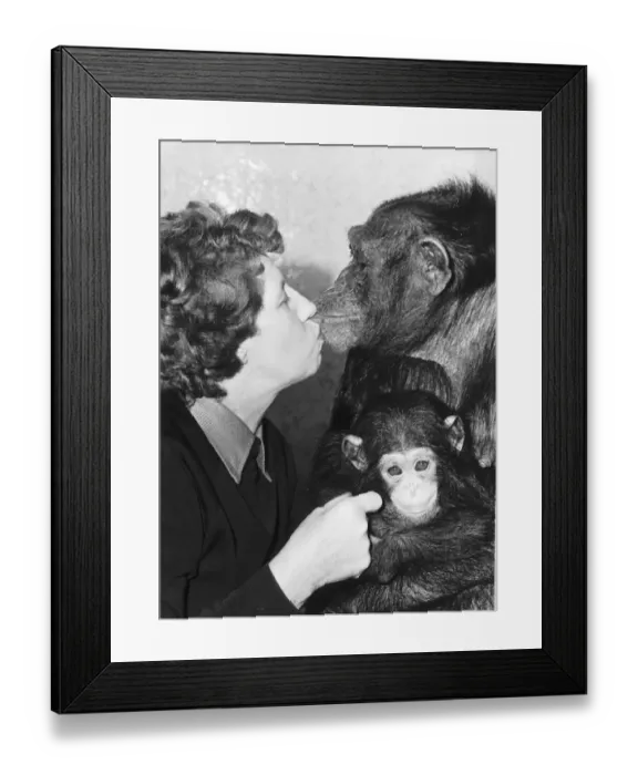Framed Print : Molly Badham with her new baby chimp Brooke and mother Sue Molly seen here givinng
