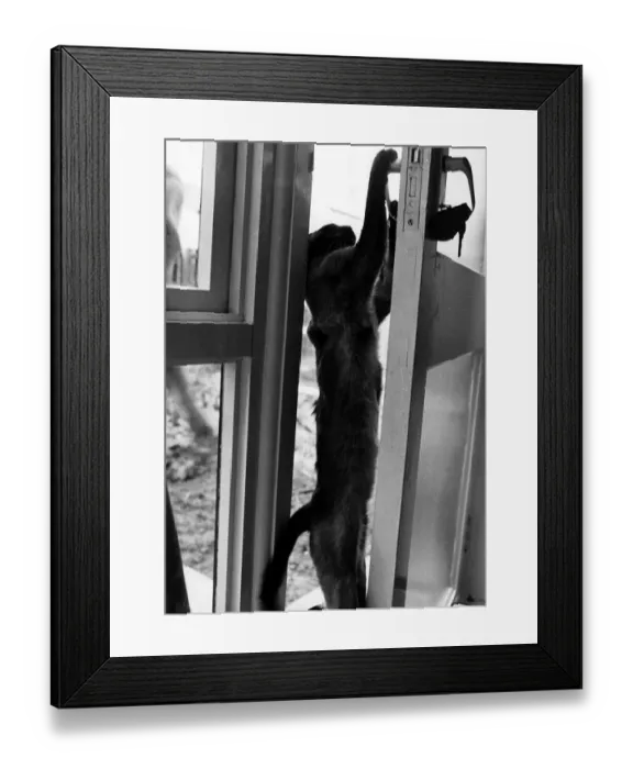 Framed Print : Cat opening door Susa cat belonging to Carole Moffat Eastfield Lea Northumberland Framed Print : Cat opening door Susa cat belonging to Carole Moffat Eastfield Lea Northumberland
