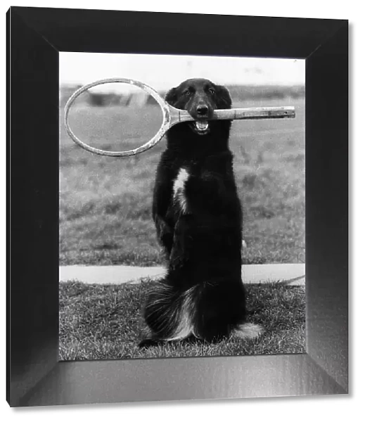 Lindy Lou the Dog with tennis racket in mouth 1980