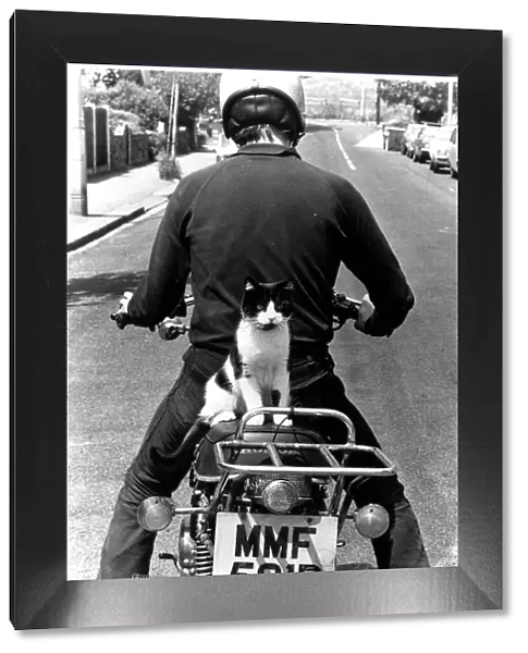 Cat called Maurice on motorcycle pillion circa 1973
