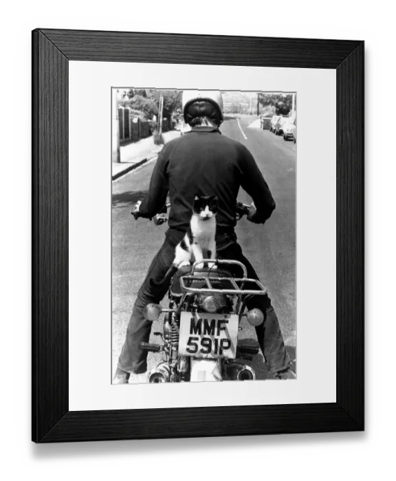 Framed Print : Cat called Maurice on motorcycle pillion circa 1973 Framed Print : Cat called Maurice on motorcycle pillion circa 1973