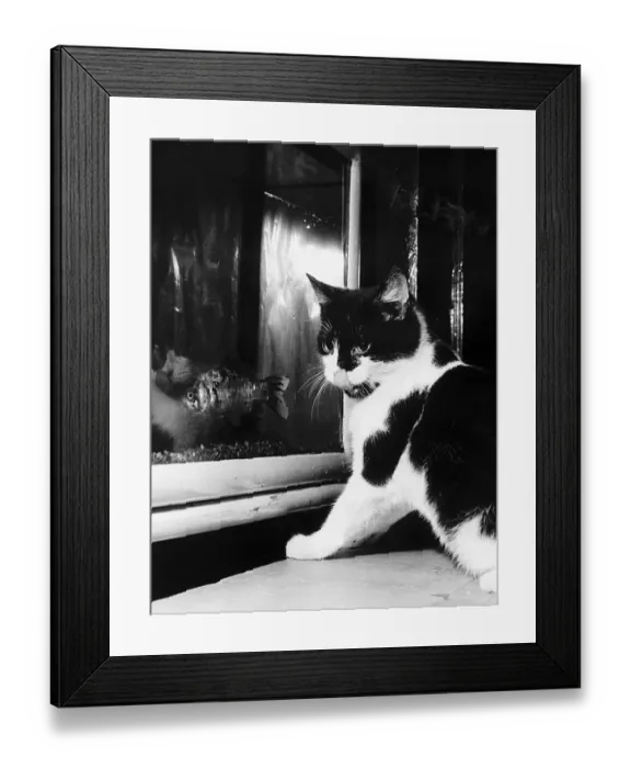 Framed Print : cat looking at gold fish swimming in aquarium one of the three pictures by Daily Record