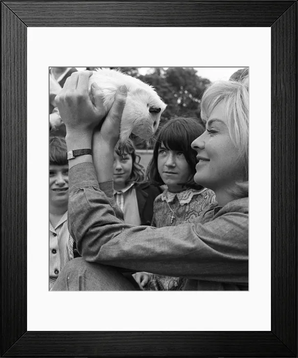 Framed Print : Susannah York with pet guinea pig and children on the set of the film Scruggs