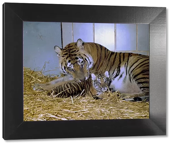 A Bengal tiger and cub lying inthe hay at Twycross Zoo December 1976