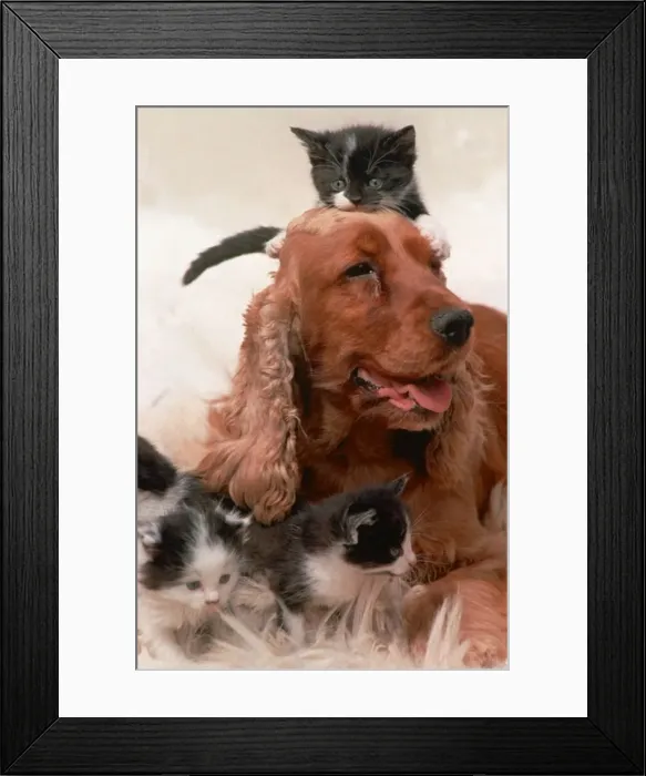 Framed Print : Cocker Spaniel Sally looking after four kittens July 1996 Framed Print : Cocker Spaniel Sally looking after four kittens July 1996