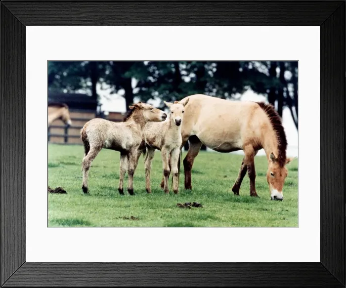 Framed Print : Horse family - Przewalskis Foals at Whipsnade Wild Animal May 1994