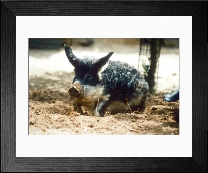 Framed Print : Rare Hungarian pig playing in the dirt at Banham Zoo, Norfolk August 1995 Framed Print : Rare Hungarian pig playing in the dirt at Banham Zoo, Norfolk August 1995