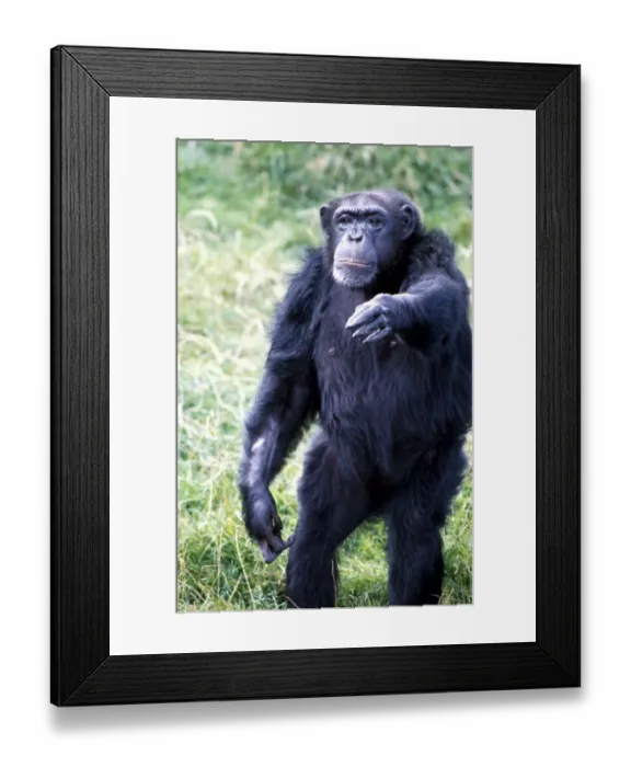 Framed Print : Chimpanzee at Chester Zoo reaching out August 1979