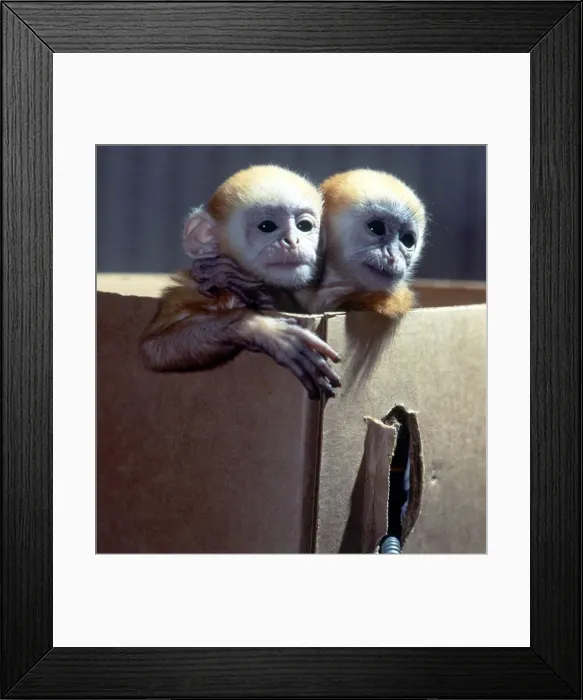 Framed Print : Three week old baby Langur monkeys Peter and Pop which are being hand-reared at Twycross Framed Print : Three week old baby Langur monkeys Peter and Pop which are being hand-reared at Twycross