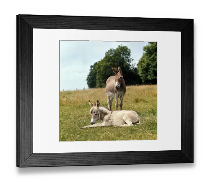 Framed Print : Donkey and young foal resting in the field. March 1980