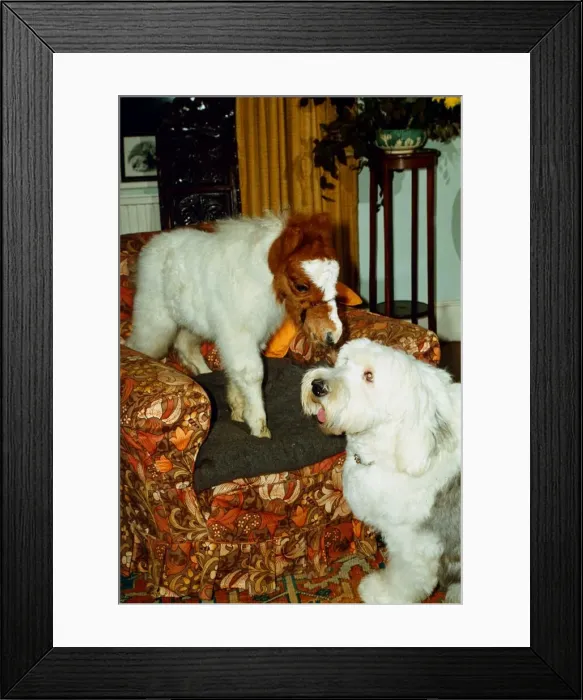 Framed Print : Mini Shetland pony foal called Star sitting on a sofa with old English Sheep Dog Framed Print : Mini Shetland pony foal called Star sitting on a sofa with old English Sheep Dog