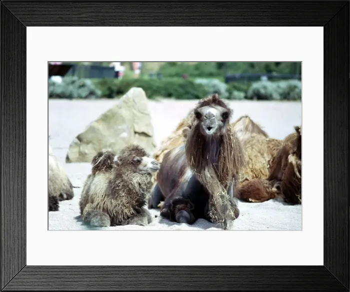 Framed Print : Bactrian Camels sitting down at Blackpool Zoo June 1976 Framed Print : Bactrian Camels sitting down at Blackpool Zoo June 1976