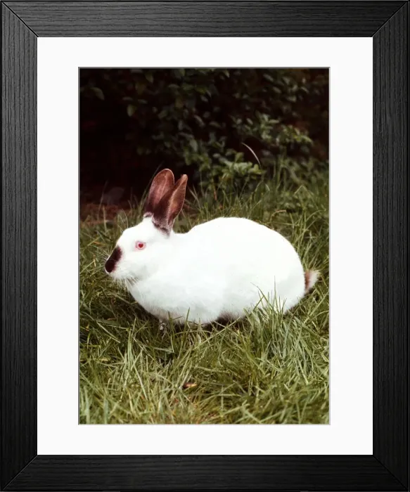 Framed Print : A Himalayan white rabbit February 1989 Framed Print : A Himalayan white rabbit February 1989