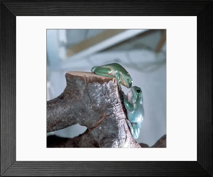 Framed Print : Australian Tree Frogs kissing Framed Print : Australian Tree Frogs kissing