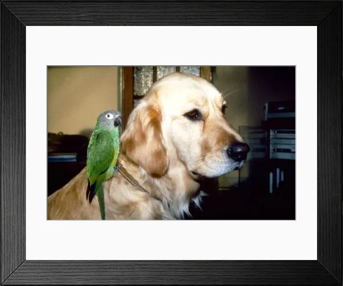 Framed Print : Carrie the Budgie and Mr Magoo the Golden Retriever February 1990 Framed Print : Carrie the Budgie and Mr Magoo the Golden Retriever February 1990