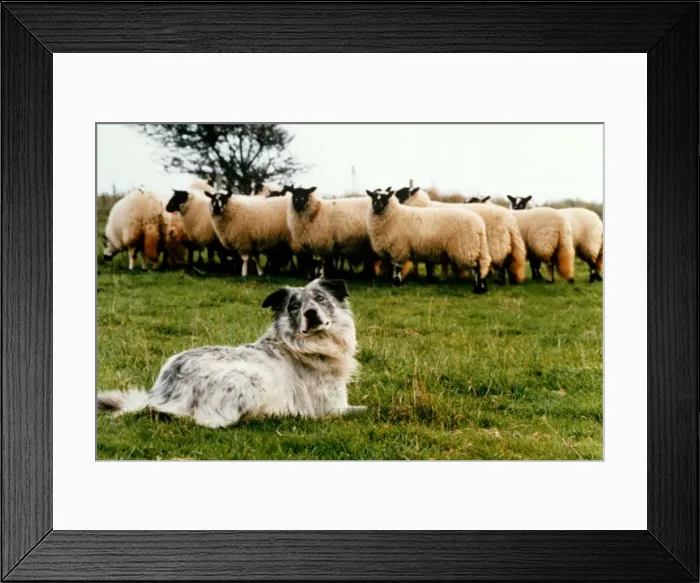 Framed Print : Blind sheepdog Chaz sitting down as he prepares to round up the sheep November 1995 Framed Print : Blind sheepdog Chaz sitting down as he prepares to round up the sheep November 1995