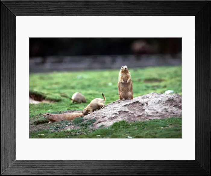 Framed Print : Marmots at a zoo in England July 1971 Framed Print : Marmots at a zoo in England July 1971
