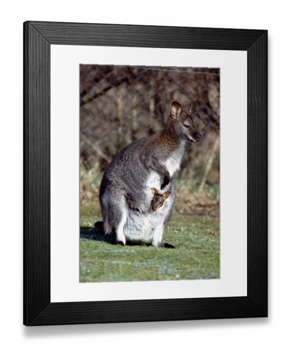 Framed Print : A Wallaby and her Baby at Calderpark Zoo in Glasgow February 1983