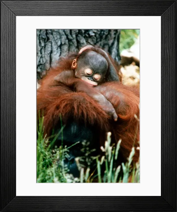 Framed Print : Orang-Utan Lola and baby Jorong at Chester Zoo. November 1995 Framed Print : Orang-Utan Lola and baby Jorong at Chester Zoo. November 1995