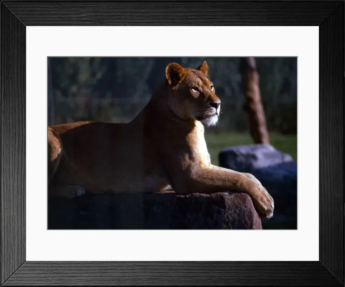 Framed Print : A lioness surveying the land at Chester Zoo July 1971 Framed Print : A lioness surveying the land at Chester Zoo July 1971