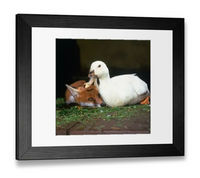 Framed Print : Indian rubber duck Daisy with Fox cub Rachel at Belfairs Riding School in Essex