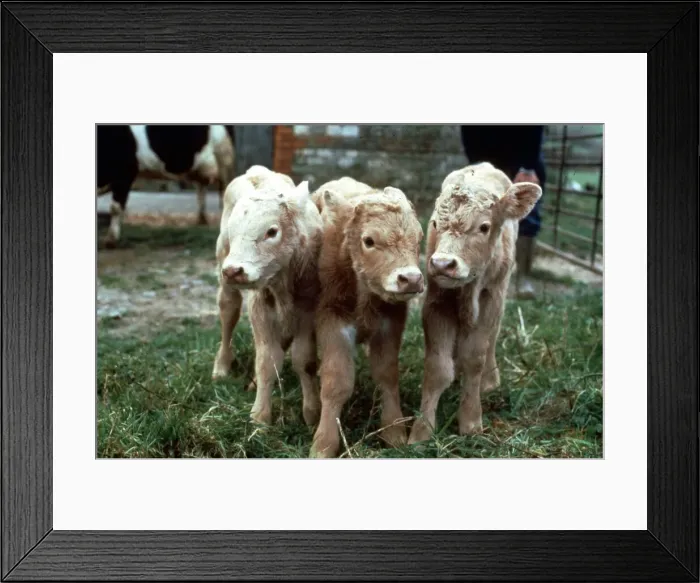 Framed Print : The triplets born to Liberty, the Fresian cow at Ross Daniells Farm in Chapmanslade Framed Print : The triplets born to Liberty, the Fresian cow at Ross Daniells Farm in Chapmanslade