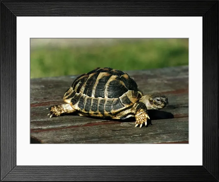 Framed Print : A Tortoise walking on wood Circa 1980 Framed Print : A Tortoise walking on wood Circa 1980