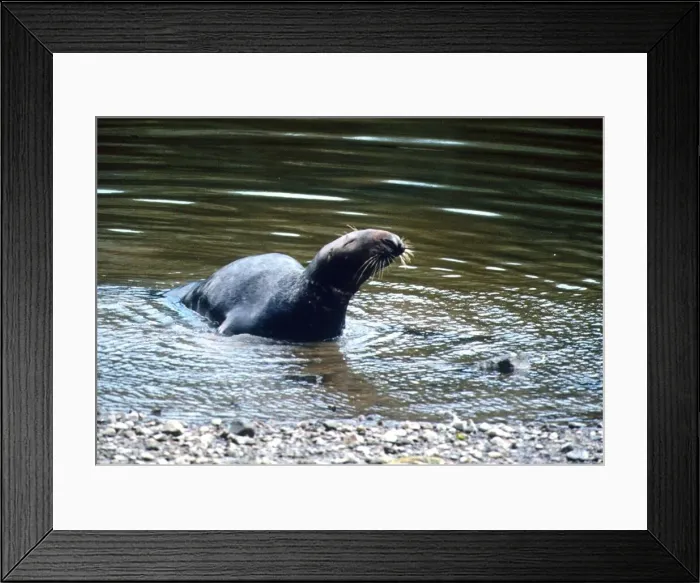 Framed Print : This seal pictured here died in the Thames despite Police bid to save it Framed Print : This seal pictured here died in the Thames despite Police bid to save it