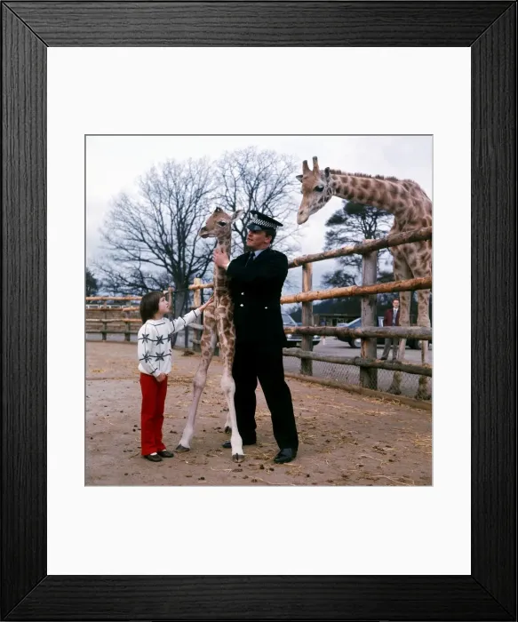 Framed Print : P. C. Jack McGregor with his daughter Catriona and a Baby Giraffe at Blair Drummond Safari