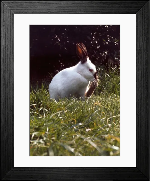 Framed Print : A Himalayan white rabbit February 1989 Framed Print : A Himalayan white rabbit February 1989