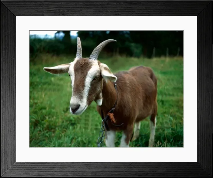 Framed Print : Toggemburg goat posing for the camera January 1980 Framed Print : Toggemburg goat posing for the camera January 1980