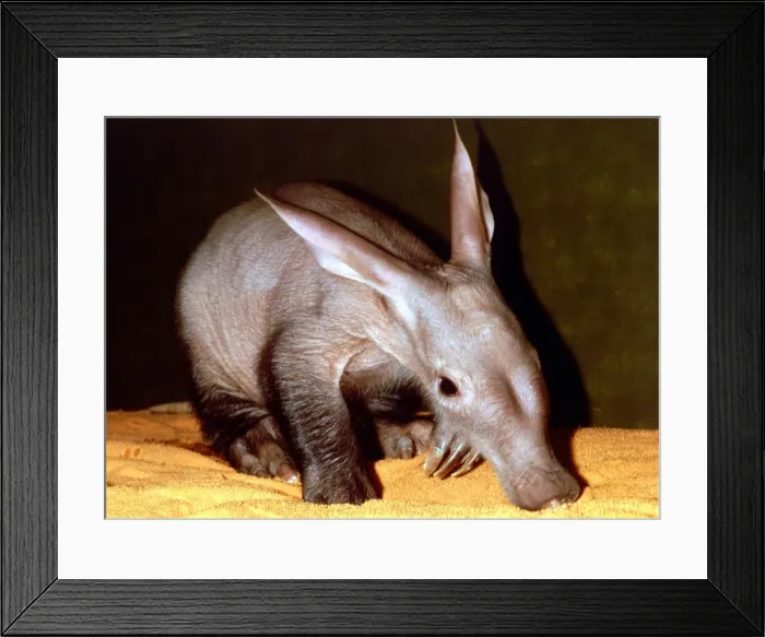 Framed Print : An Aardvarkat a zoo in England May 1988