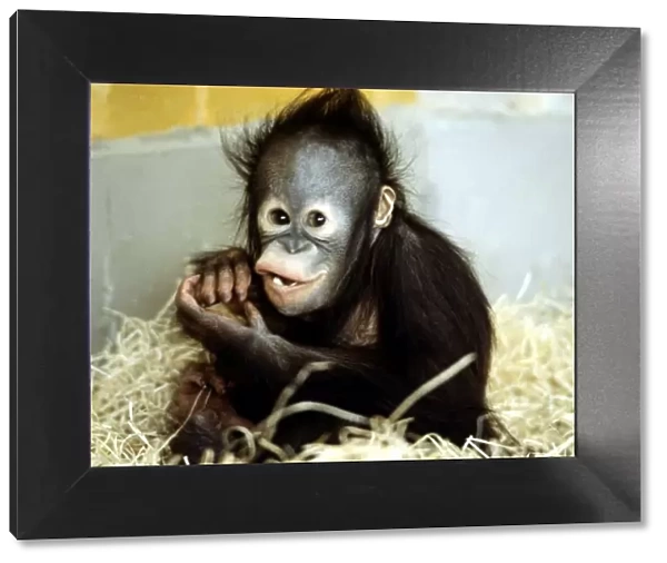 A baby orang-utan at London Zoo march 1984