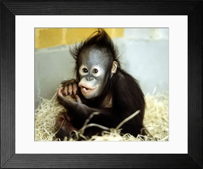 Framed Print : A baby orang-utan at London Zoo march 1984