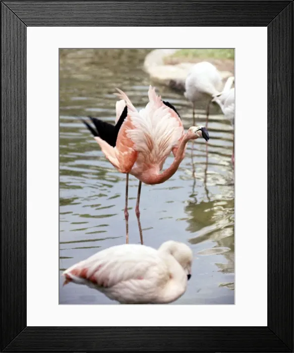 Framed Print : Flamingoes at the zoo wading in the water may 1965 Framed Print : Flamingoes at the zoo wading in the water may 1965
