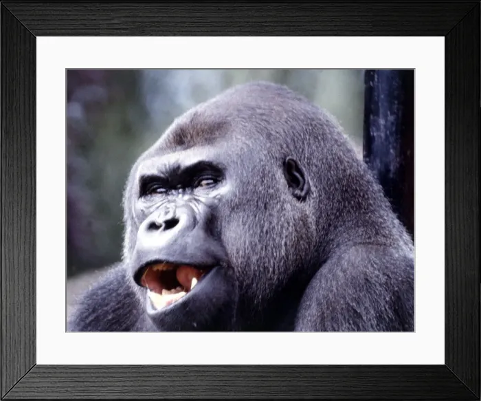 Framed Print : A gorilla at Chester Zoo August 1979 Framed Print : A gorilla at Chester Zoo August 1979