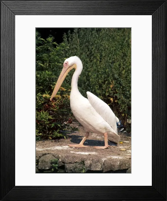 Framed Print : Pelican at Chester Zoo October 1977