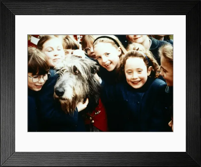 Framed Print : AnIrish Wolfhound dog surrounded by adoring children September 1994 Framed Print : AnIrish Wolfhound dog surrounded by adoring children September 1994