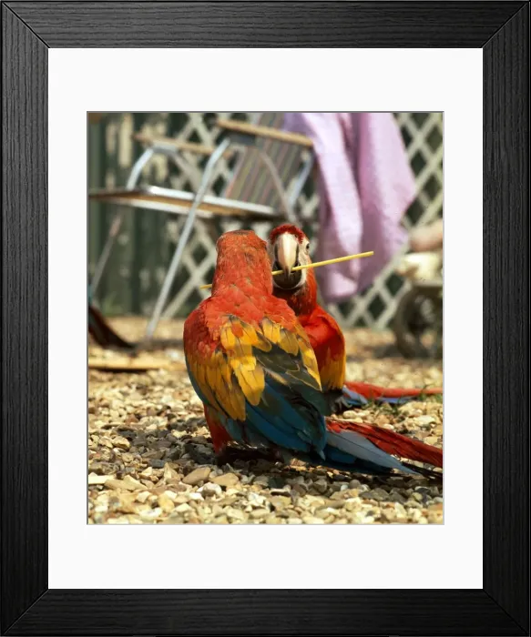 Framed Print : A scarlet gold and blue macaw at play at Linton Zoo june 1970 Framed Print : A scarlet gold and blue macaw at play at Linton Zoo june 1970